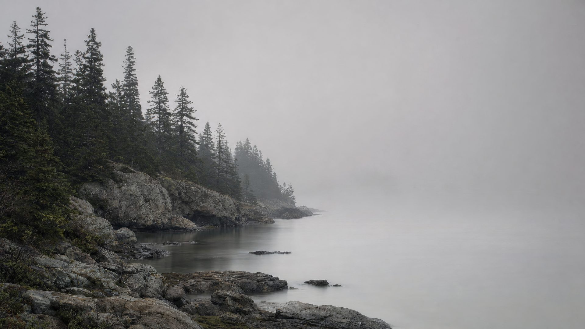 A misty New England coastline where dark spruce and pine meet a rocky granite shore and a calm, fog-softened sea